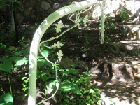 iron-anvil-handrails-post-mount-vine-xx-xxx8-burnet-pipe-hr-with-vine-oak-leaf-3